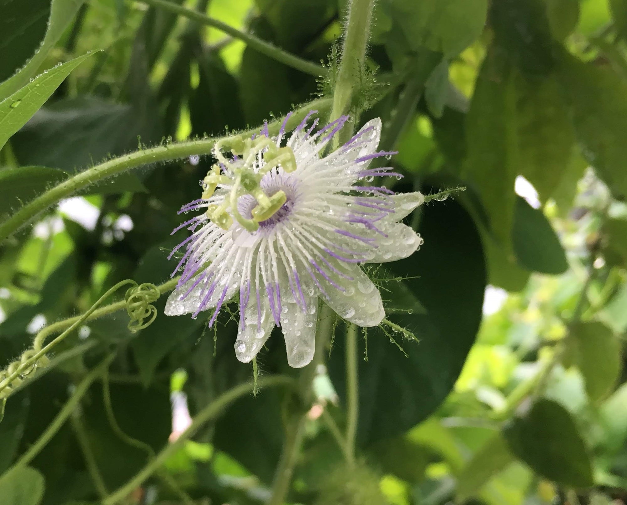 Passiflora foetida 4" pot