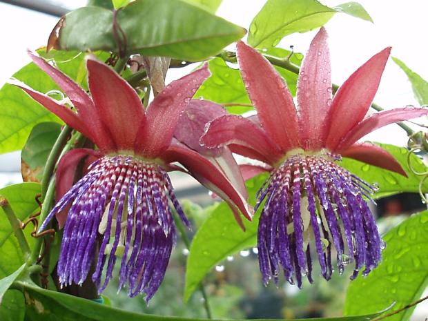 Passiflora gabrielliana 4" pot
