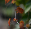 Passiflora guatemalensis 4" pot