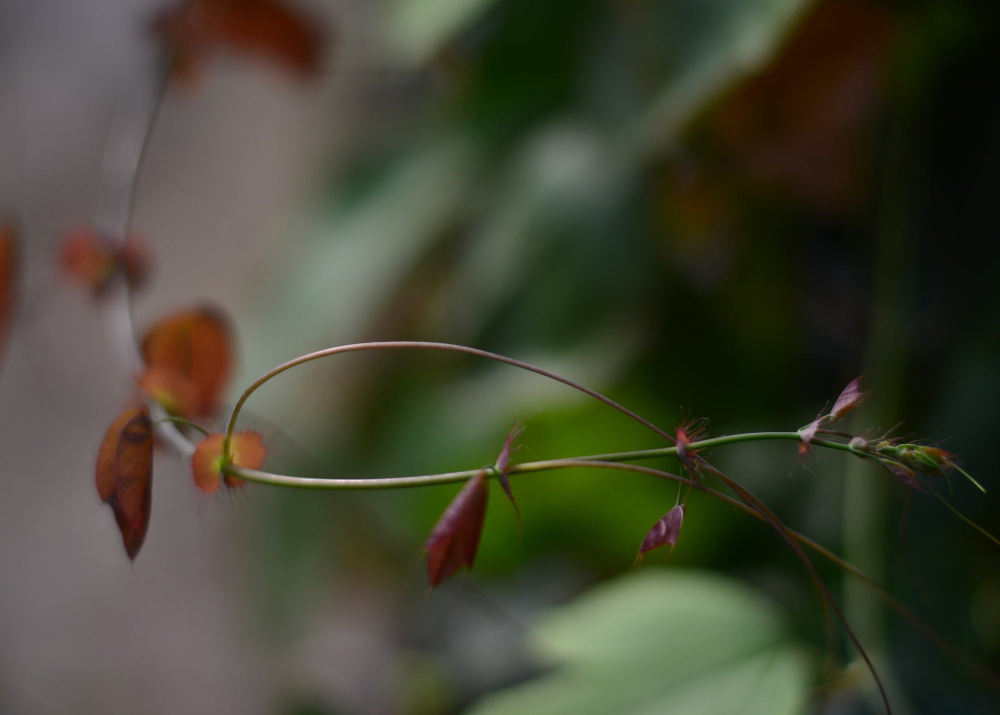 Passiflora guatemalensis 4" pot