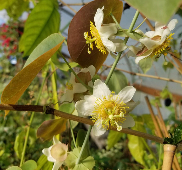 Passiflora guatemalensis 4" pot