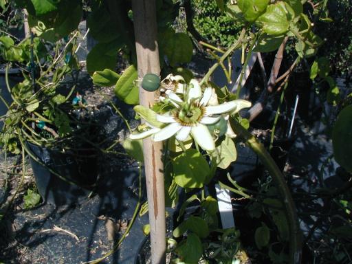 Passiflora helleri 4" pot