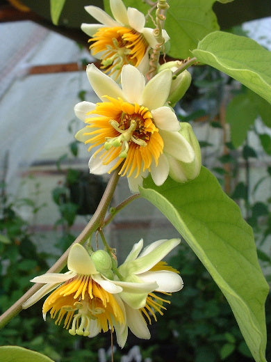 Passiflora holosericea 4" pot
