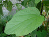 Passiflora holosericea 4" pot
