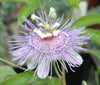Passiflora incarnata 4" pot