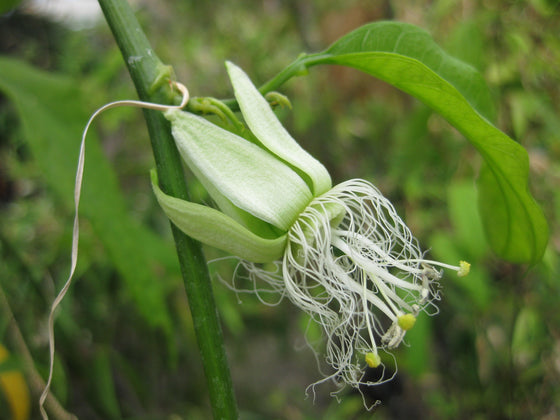 Passiflora intricata 4" pot