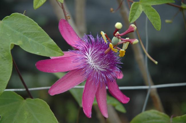 Passiflora loefgrenii 4" pot
