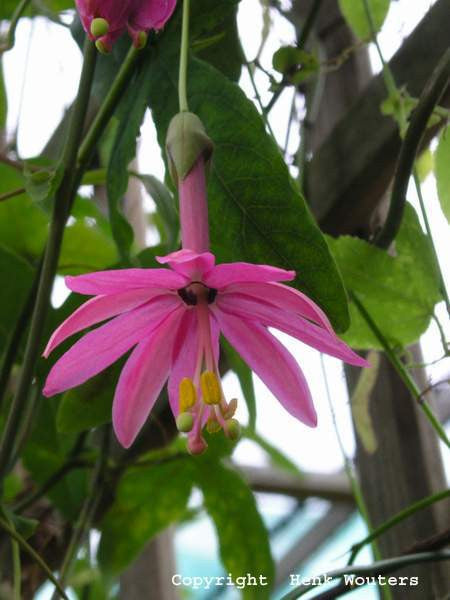 Passiflora luzmarina 4" pot