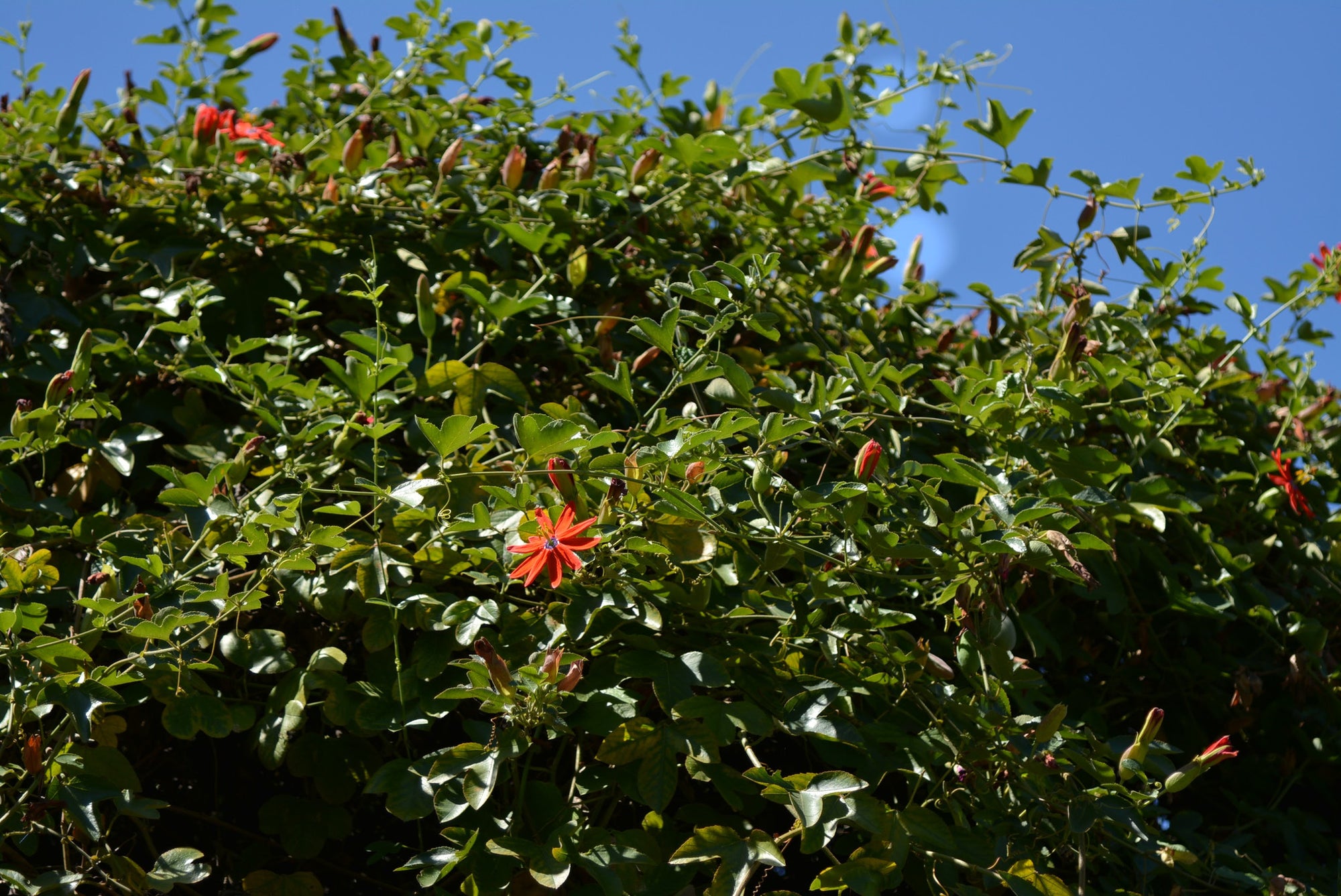 Passiflora manicata 4" pot