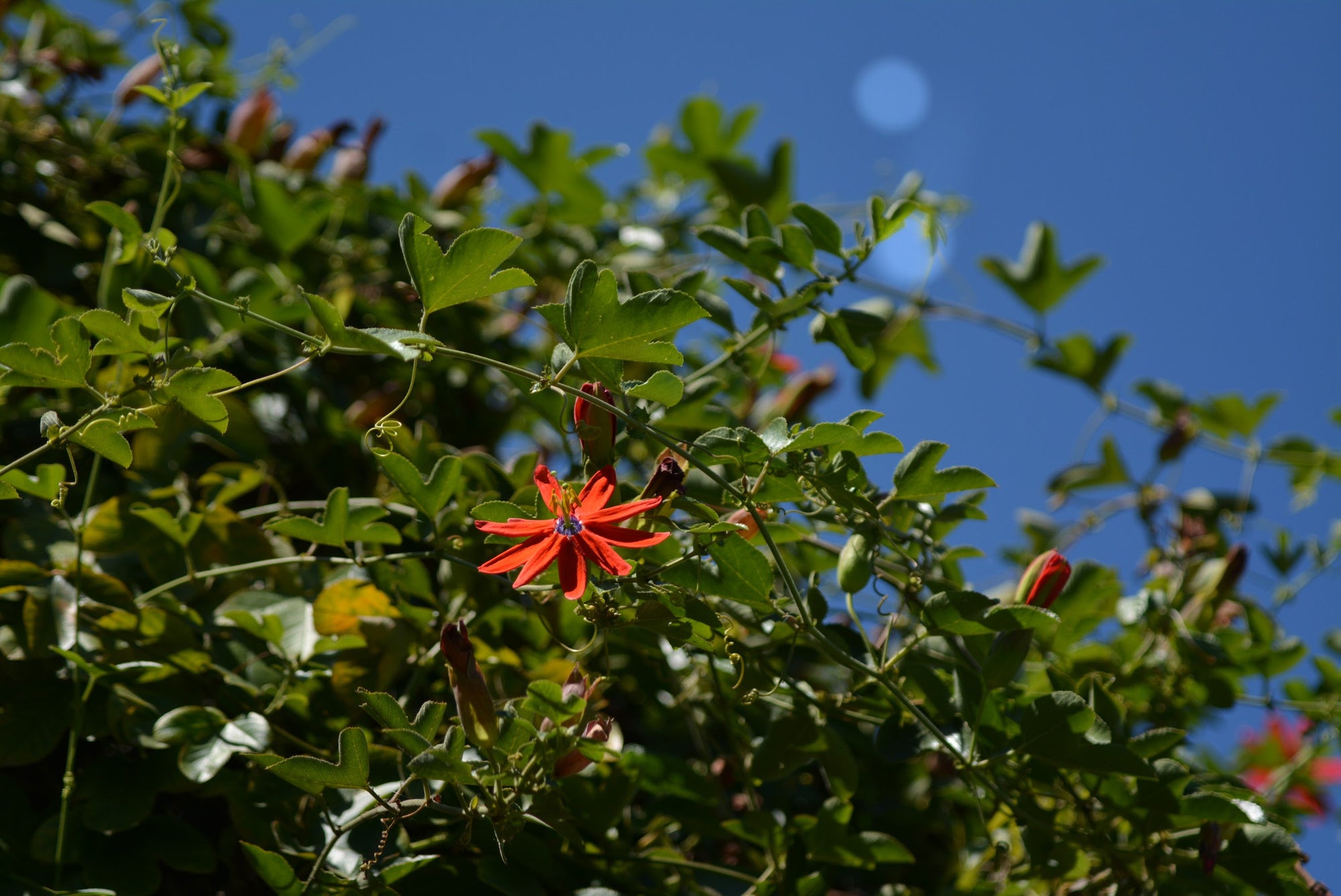 Passiflora manicata 4" pot