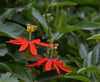 Passiflora manicata 4" pot
