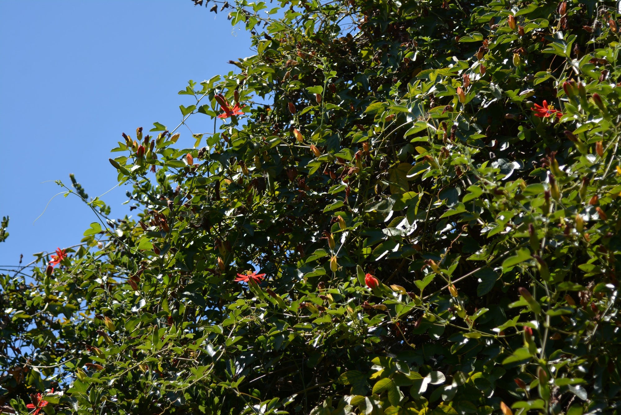 Passiflora manicata 4" pot