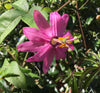 Passiflora mathewsii 4" pot