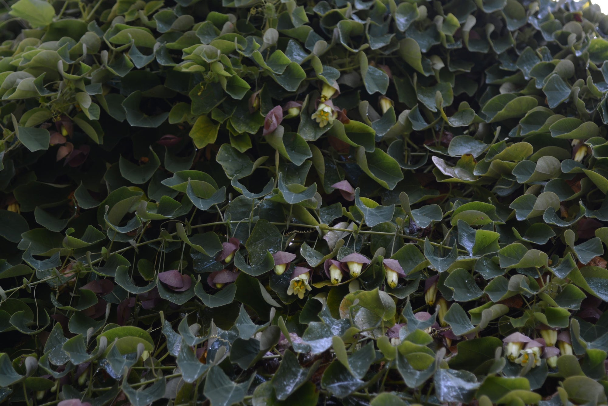 Passiflora membranacea 4" pot