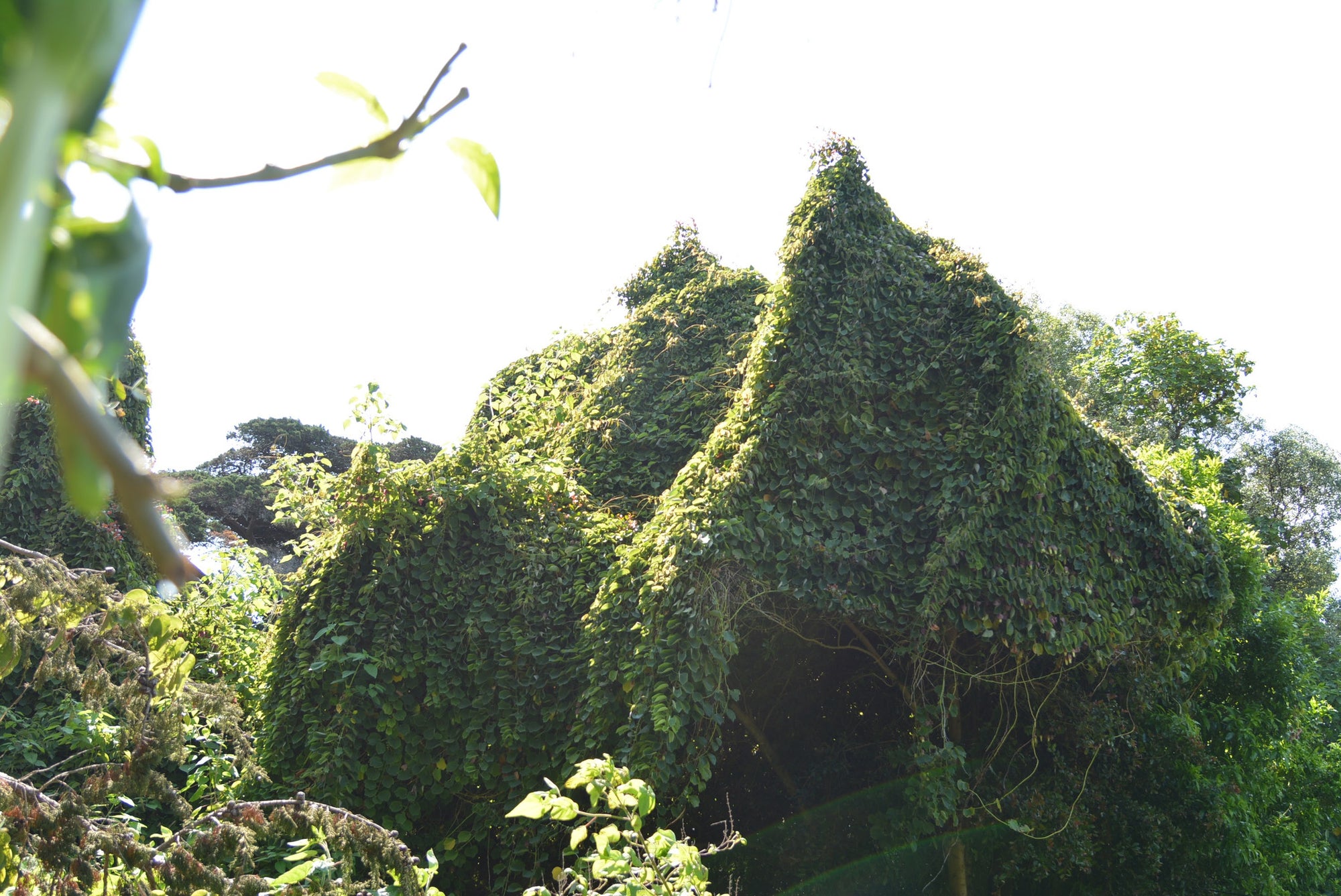 Passiflora membranacea 4" pot
