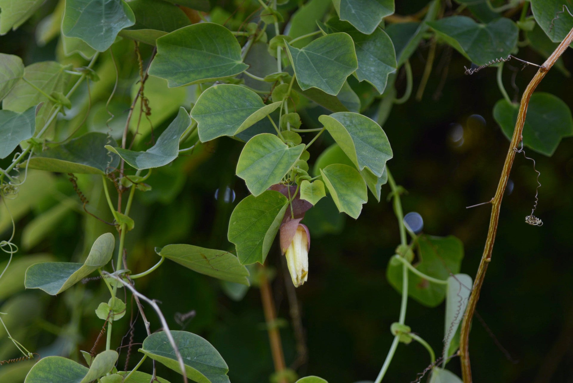 Passiflora membranacea 4" pot