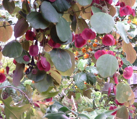 Passiflora membranacea 4" pot