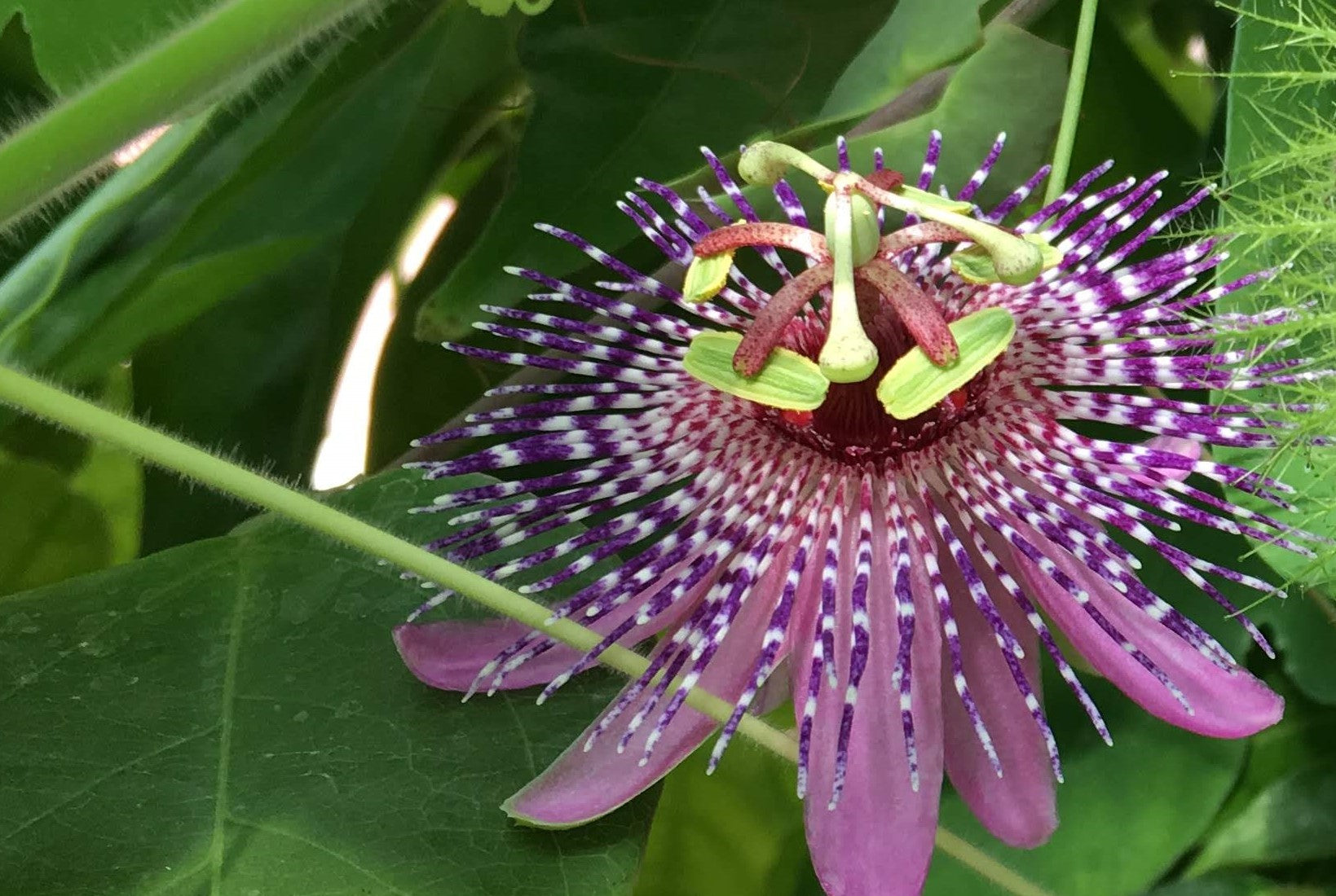 purple passion hanging plant Passiflora miersii 4" pot