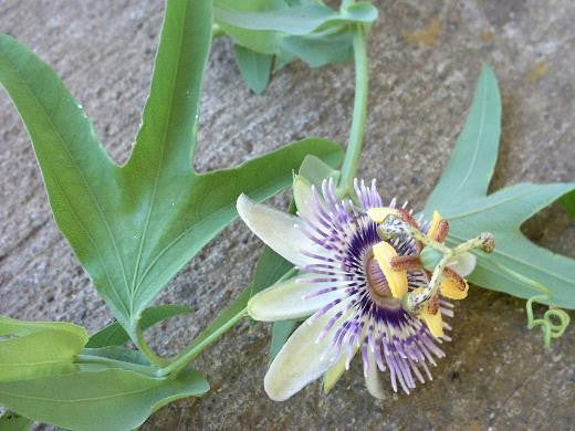 Passiflora mooreana 4" pot
