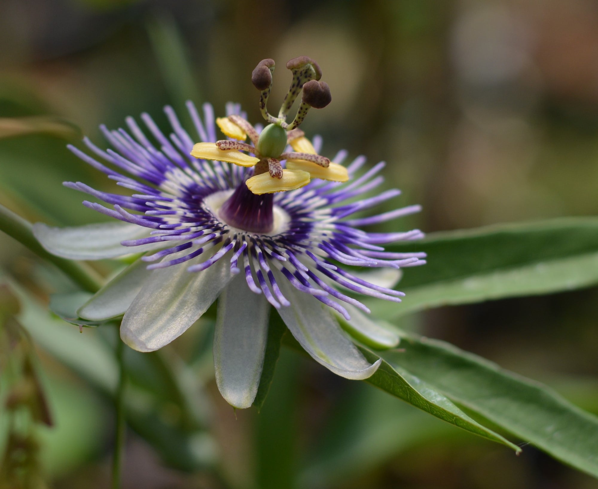 Passiflora mooreana 4" pot