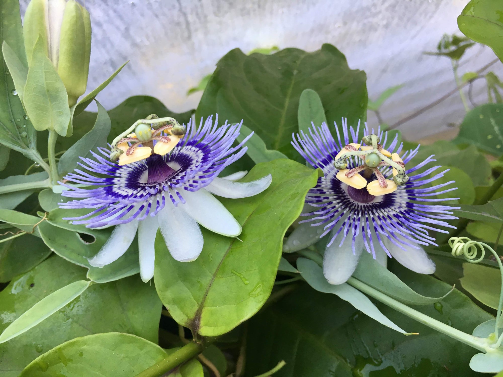 Passiflora mooreana 4" pot