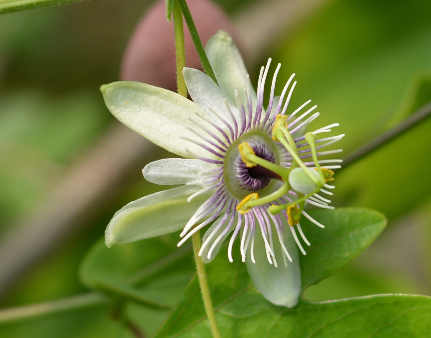 Passiflora morifolia 4" pot