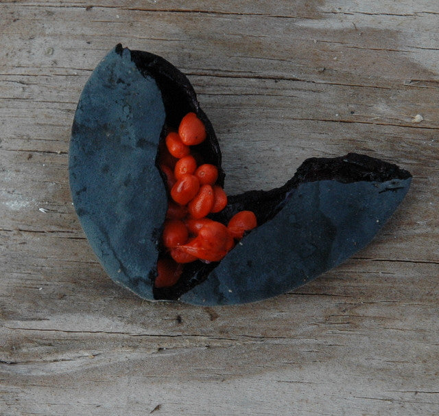 Passiflora morifolia 4" pot