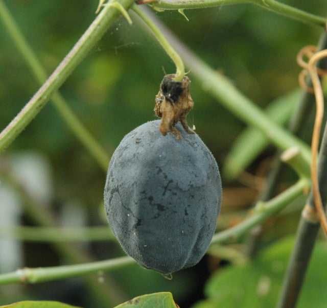 Passiflora morifolia 4" pot
