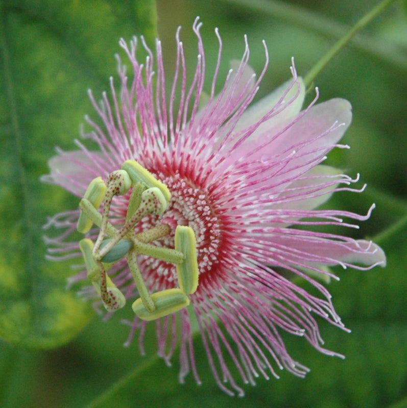 Passiflora nephrodes 4" pot