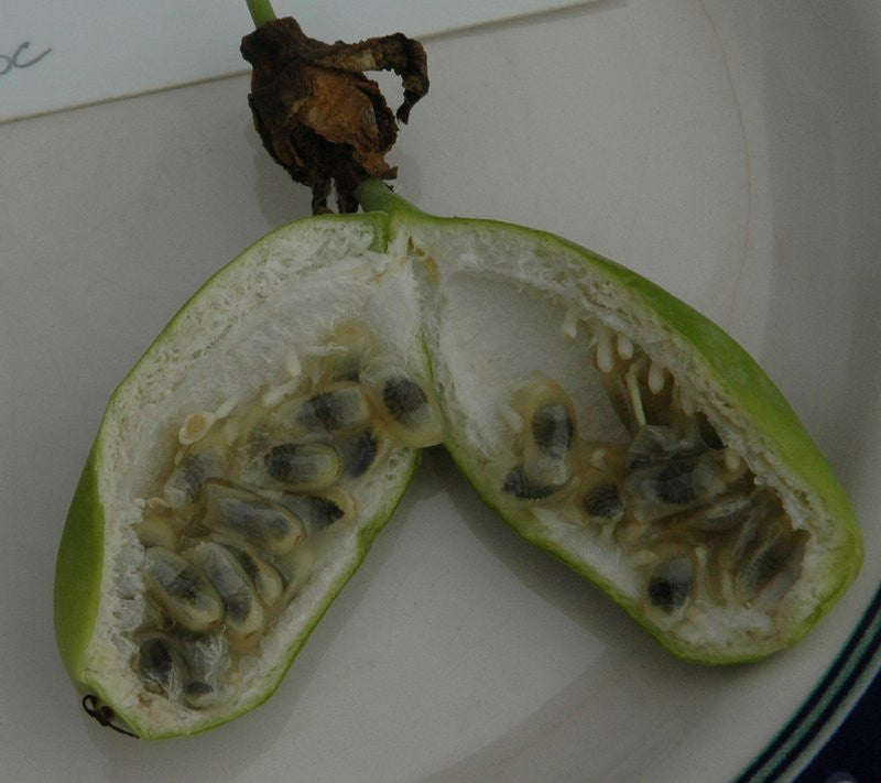 Passiflora nephrodes 4" pot