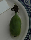 Passiflora nephrodes 4" pot