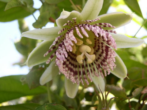 Passiflora nigradenia 4" pot