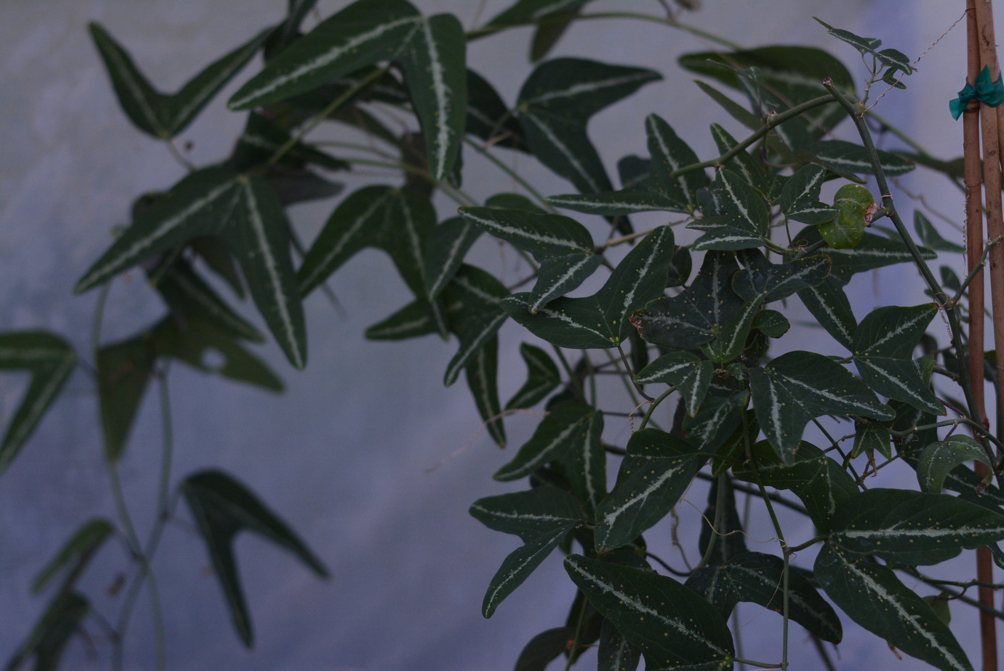 Passiflora pardifolia 4" pot