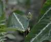Passiflora pardifolia 4" pot