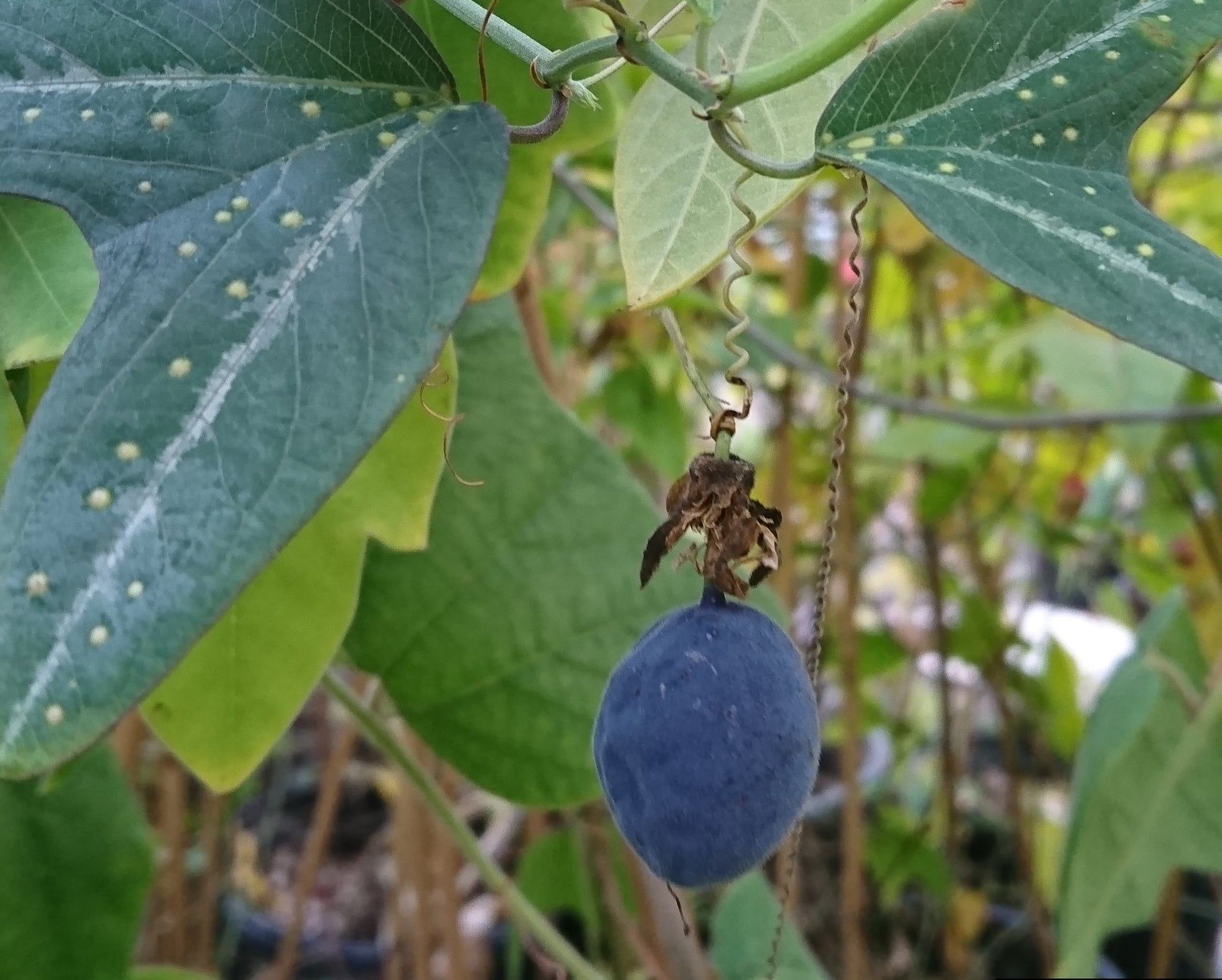 Passiflora pardifolia 4" pot