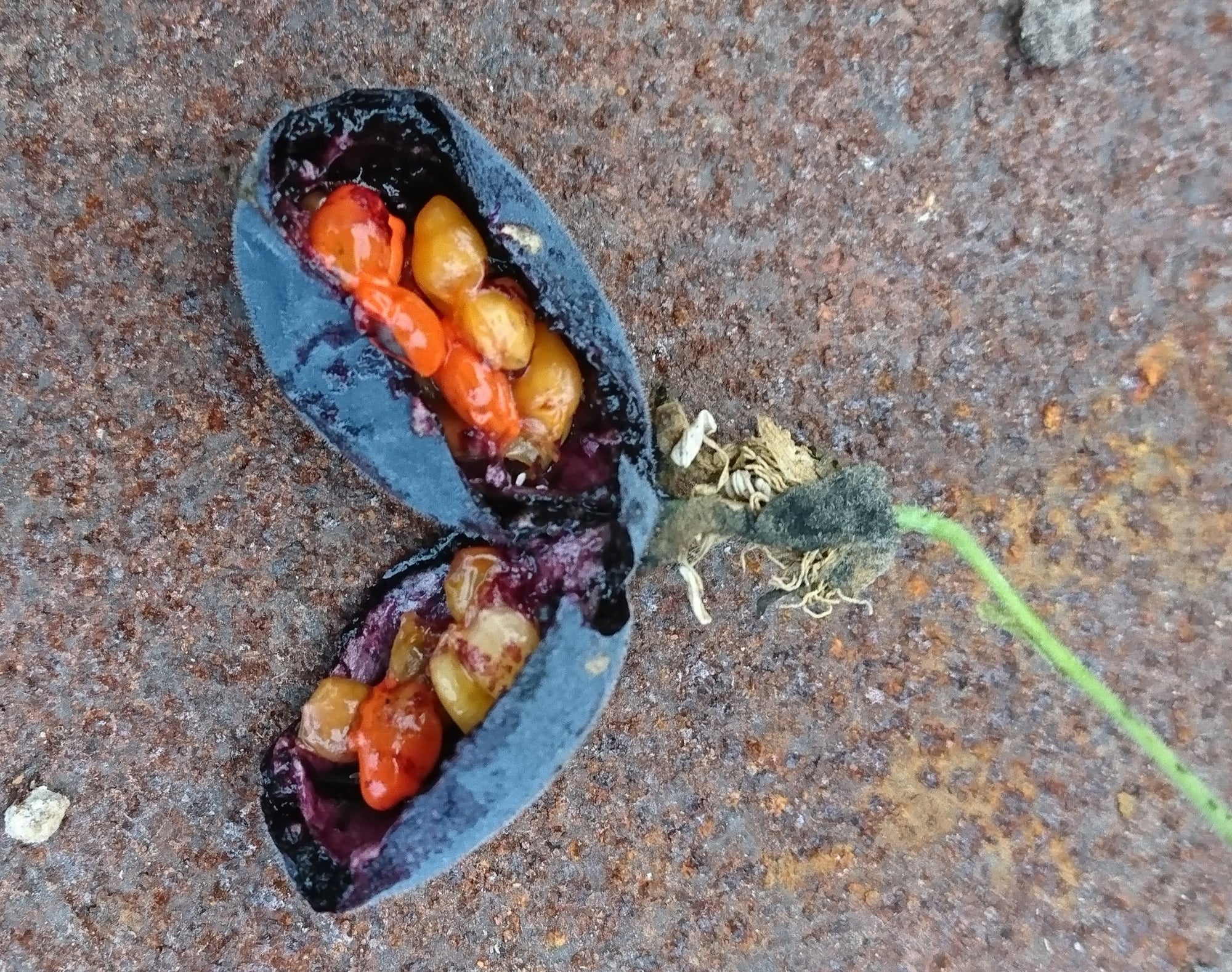 Passiflora pardifolia 4" pot