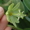 Passiflora penduliflora 4" pot