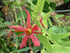 Passiflora perfoliata 4" pot