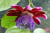 Passiflora phoenicia 4" pot