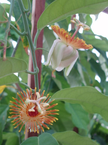 Passiflora pittieri