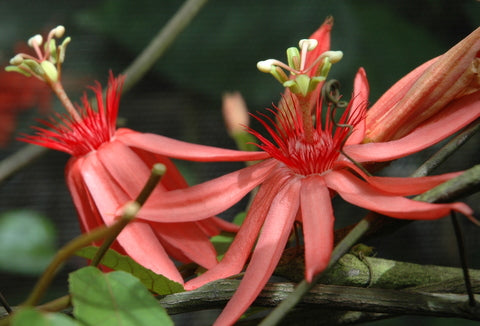 Passiflora quadriglandulosa 4" pot
