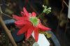 Passiflora princeps (formerly P. racemosa) 4" pot