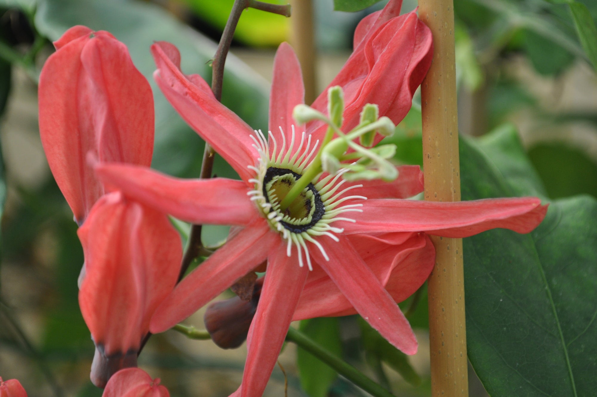 Passiflora racemosa 'Buzios' 4" pot