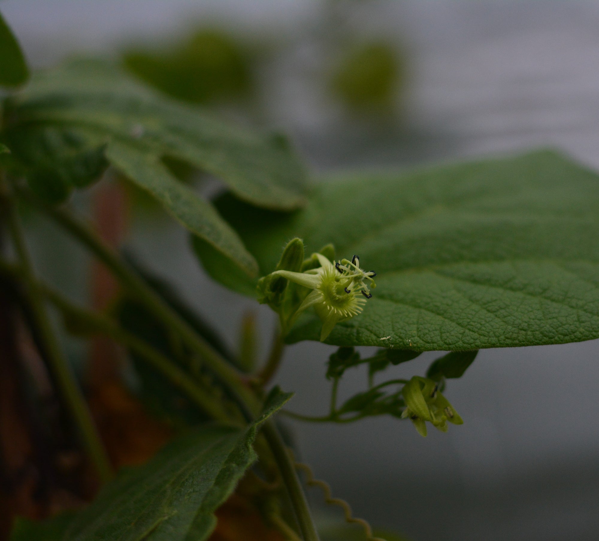 Passiflora rugosissima 4" pot (formerly sold as Passiflora sexflora)