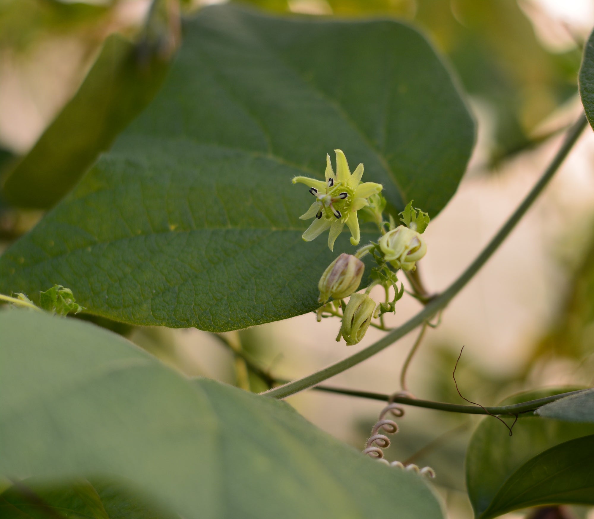 Passiflora rugosissima 4" pot (formerly sold as Passiflora sexflora)
