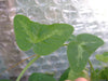 Passiflora sanguineolenta 4" pot