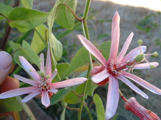 Passiflora sanguineolenta 4" pot