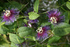 Passiflora serratifolia group