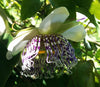 Passiflora sidifolia (sidaefolia) 4" pot