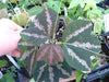 Passiflora trifasciata 4" pot